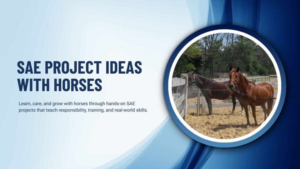 SAE Project Ideas With Horses