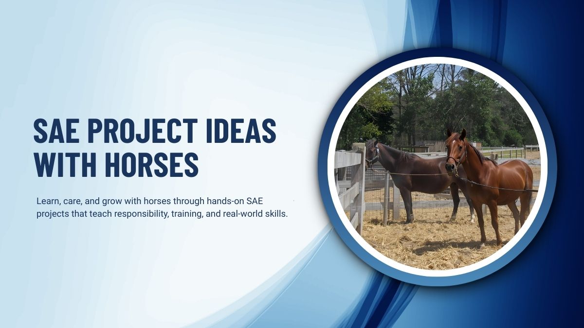 SAE Project Ideas With Horses